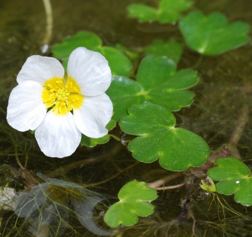 Ranunculus aquatilis for - aquatilis,