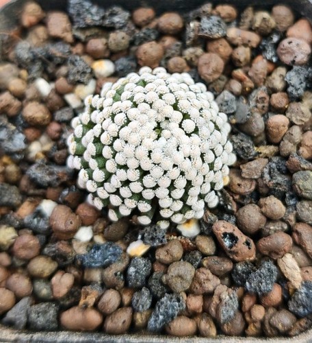 Mammillaria luethyi - mammillaria,
