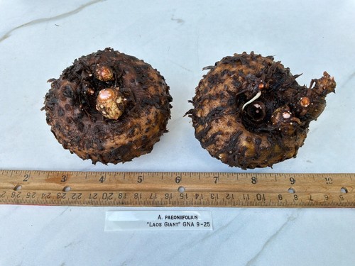 Amorphophallus paeoniifolius