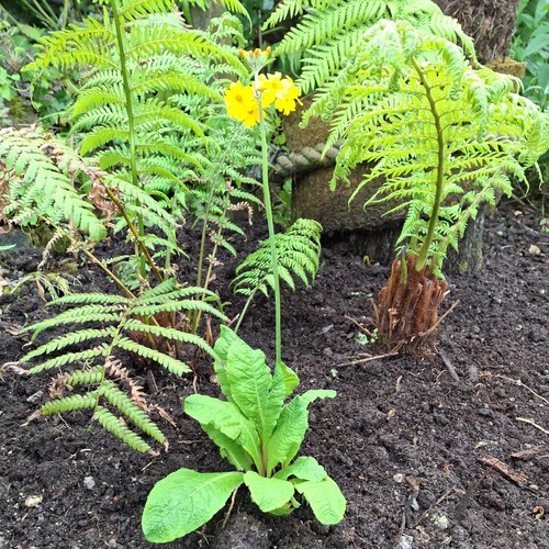 Primula bulleyana plants - primula,