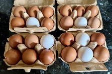 6 Chicken Incubator, Select