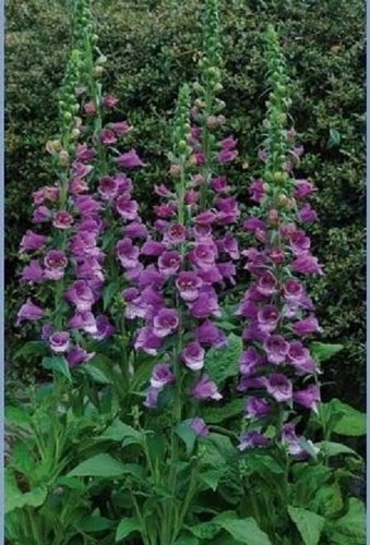 Foxglove purple hybrid - 'purple,
