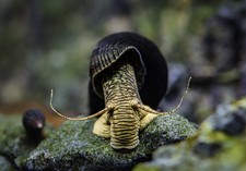 PACK OF 2 RABBIT SNAILS