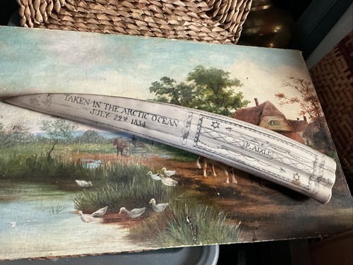 Scrimshaw replica walrus tusk - scrimshaw,