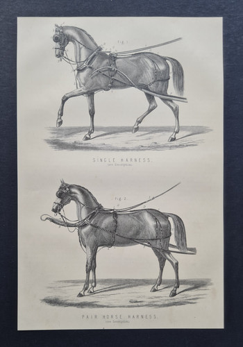 Antique 1882 equine - 1882, print