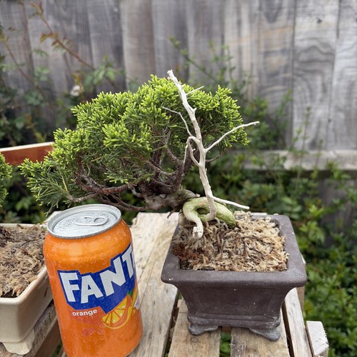 Bonsai tree itoigawa juniper - bonsai,