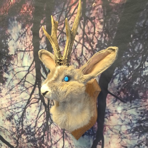 Jackalope taxidermy shoulder - taxidermy,