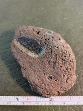 Fossil Turtle Shell, Isle Of