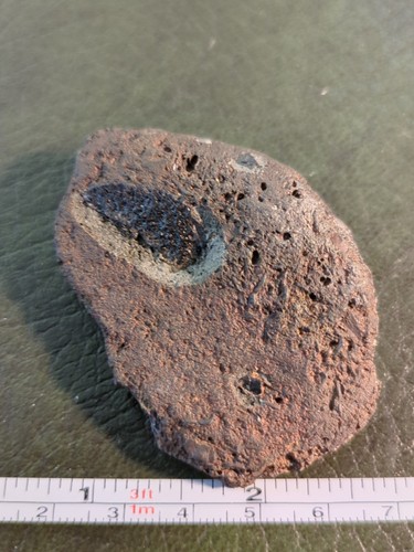 Fossil turtle shell isle - shell,,