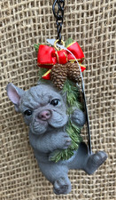 Blue French Bulldog Hanging On
