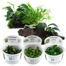 Tropica Live Aquarium Plants to Attach to Rocks/Wood Tank Aquascape 1-2-Grow