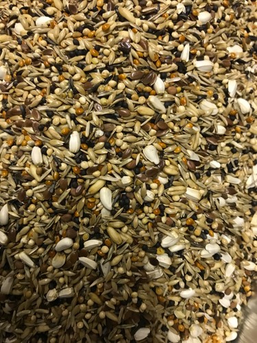 Bullfinch seed mix - seed, mix,