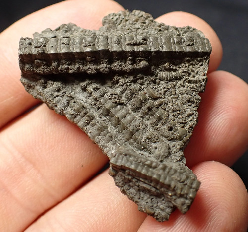 Detailed crinoid stems - detailed,