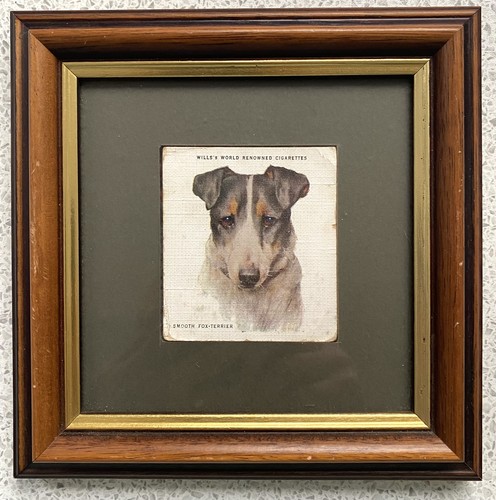 Framed smooth fox terrier - smooth, fox-terrier