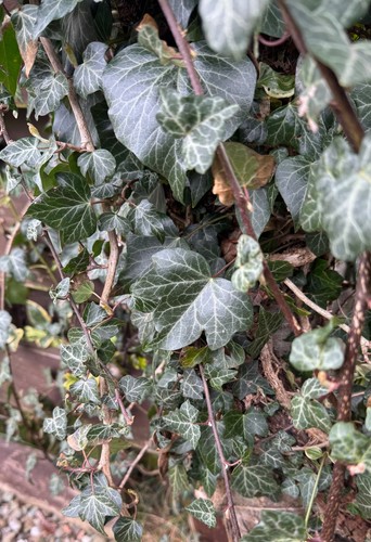 English ivy evergreen - 4x,