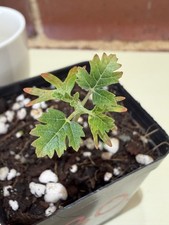 Rare Boswellia sacra