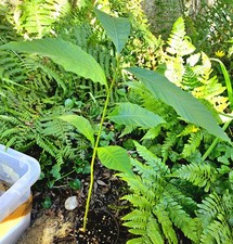 Sweet Chesnut Saplings -