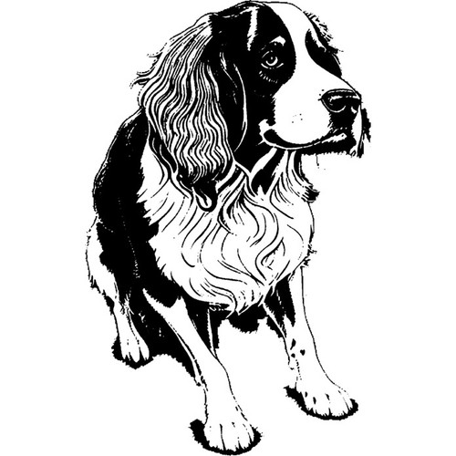 English springer spaniel - 'english, spaniel'