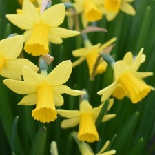 Daffodil tete - tete, a