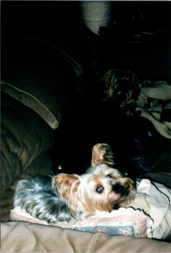 Silky terrier laying pillow - silky,