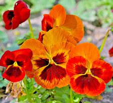 250x Swiss Giant Flame Pansy