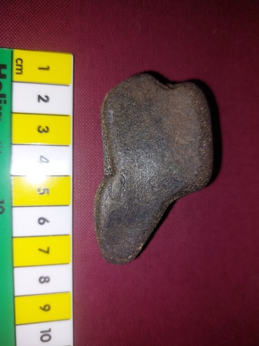 British dinosaur bone - british,