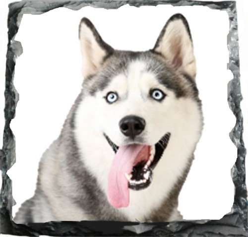 Husky dog pet - dog,