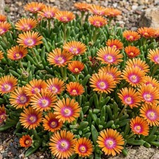 Delosperma sundella apricot - sundella,