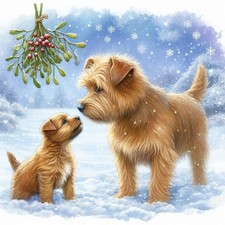 Single Luxury Norfolk Terrier Christmas Card Dog Gift/Present XMP