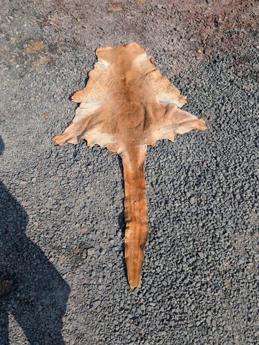 Red kangaroo skin - red,