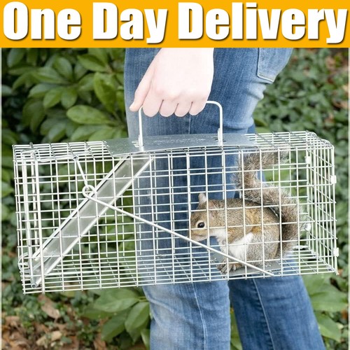 Live animal cage trap - live, rabbit