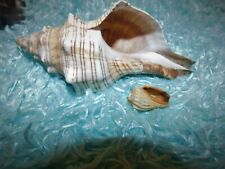 COLLECTABLE CONCH TRUMPET SHELL STRIPED PLUS LITTLE BABY SHELL
