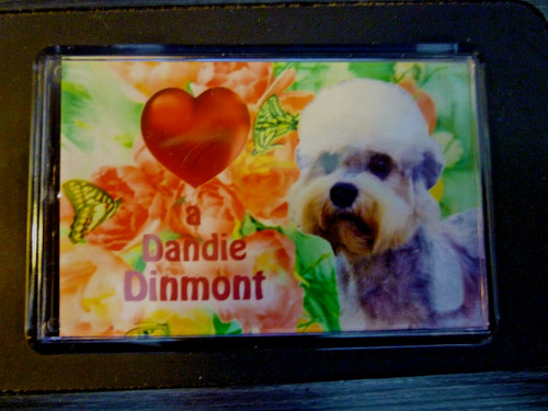 Dandie dinmont terrier - dinmont,
