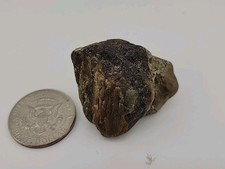 Permineralized Fossil T-Rex