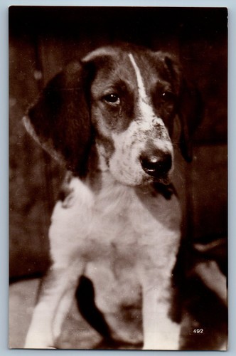 1935 beagle dog animals - 1935,