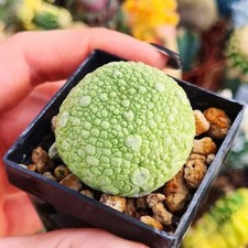 Pseudolithos migiurtinus