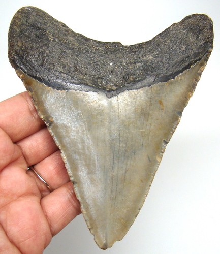 Megalodon shark tooth real - megalodon,