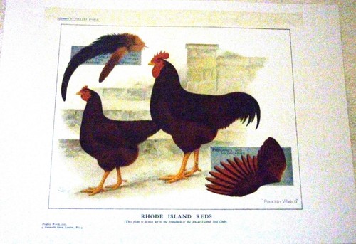 Rhode island red - island, montage
