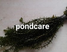 ELODEA DENSA  ANACHARIS. (