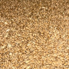 Raw whole wheat grain for - whole,