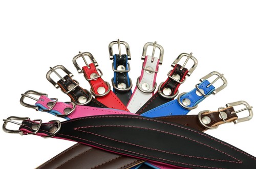Dog collar greyhound saluki - dog,