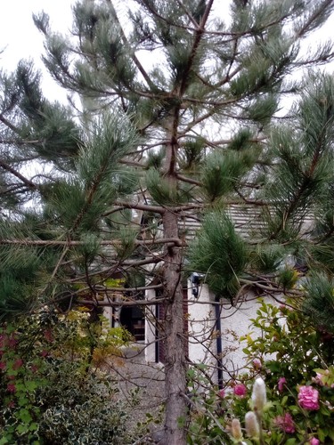 Conifer alpine trees - 16,