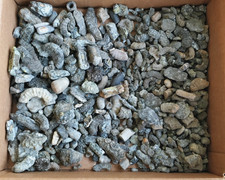 Mix of Fossils, Ammonite