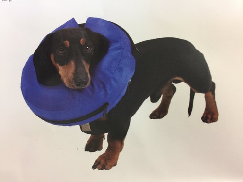 Buster inflatable dog collar - dog,