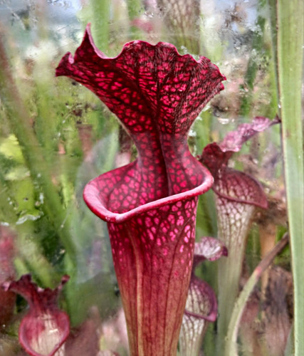 Sarracenia mkl18 mkh45 - sarracenia, x