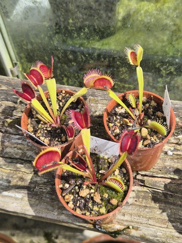 Dionaea venus fly trap wine - fly,