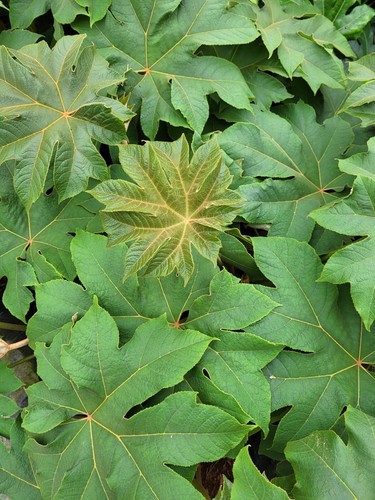 Tetrapanax papyrifer rex - rex,