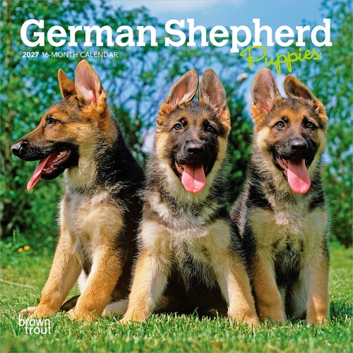 German shepherd puppies 2027 - |,