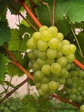 5ft inc. pot SEEDLESS WHITE