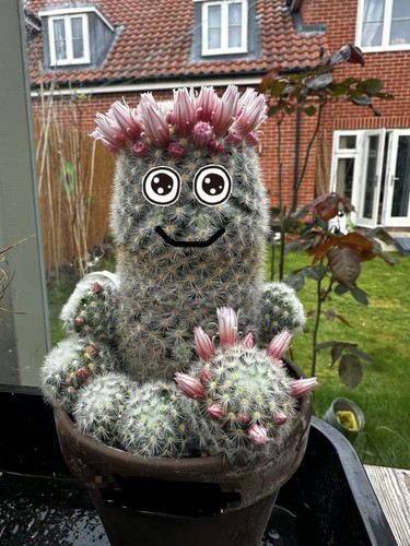 Mammillaria hahniana pink - mammillaria, |